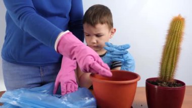 Mom and son transplant a cactus from a small pot to a large one. Plant transplantation. Plant care. Caring for cacti.