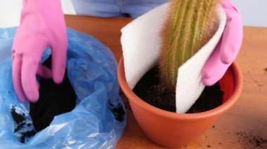 Kaktüsü küçük bir tencereden büyük bir tencereye naklet. Bitki nakli. Bitki bakımı. Kaktüslerle ilgilenmek.