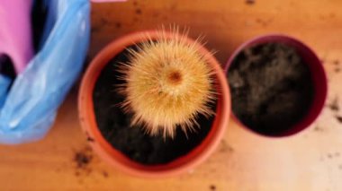 Transplant the cactus from a small pot into a large one. Plant transplantation. Plant care. Caring for cacti.