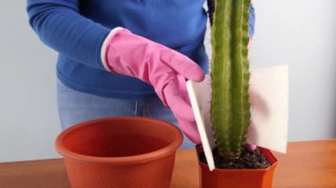 Kaktüsü küçük bir tencereden büyük bir tencereye naklet. Bitki nakli. Bitki bakımı. Kaktüslerle ilgilenmek.