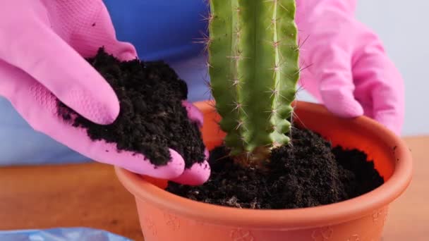 Transplanting Cactus Small Pot Large One Plant Transplantation Plant Care — Video Stock