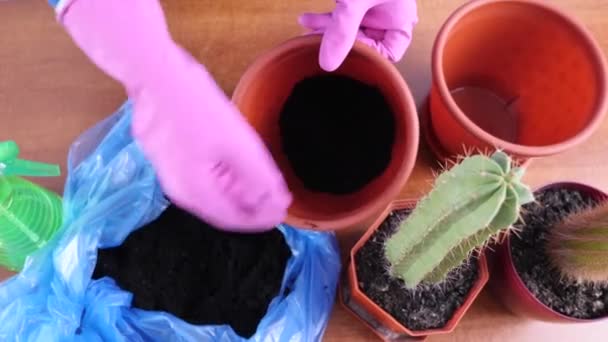 Transplanting Cactus Small Pot Large One Plant Transplantation Plant Care — Stock videók