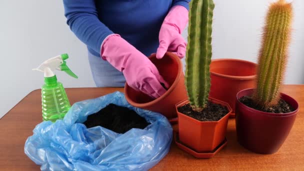 Transplanting Cactus Small Pot Large One Plant Transplantation Plant Care — 비디오