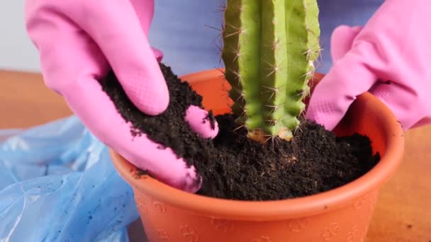 Přenesení Kaktusu Malého Hrnce Velkého Transplantace Rostlin Péče Rostliny Péče — Stock video