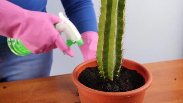 Trasplantar Cactus Una Maceta Pequeña Una Grande Trasplante Plantas Cuidado — Vídeos de Stock