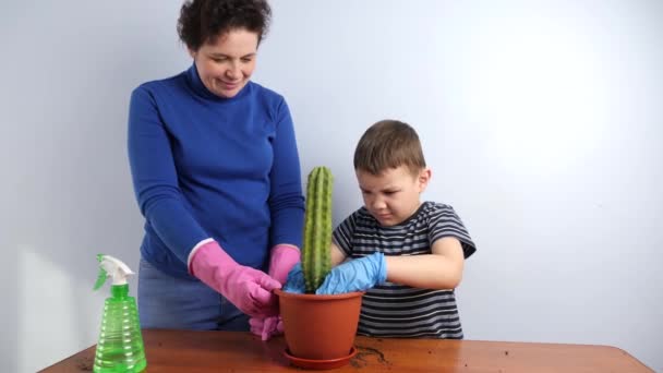 Máma Syn Transplantují Kaktus Malého Hrnce Velkého Transplantace Rostlin Péče — Stock video