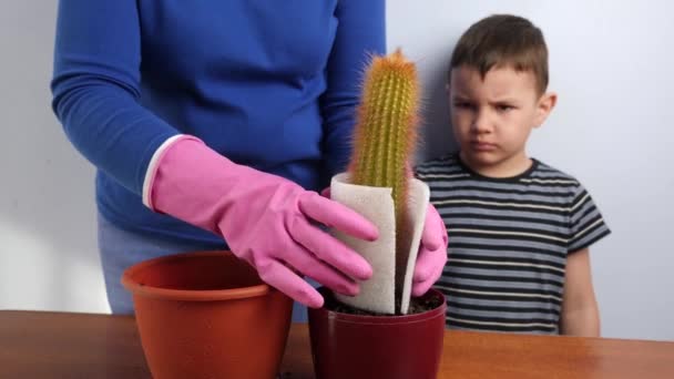 Mom Son Transplant Cactus Small Pot Large One Plant Transplantation — Stockvideo