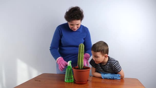 Mom Son Transplant Cactus Small Pot Large One Plant Transplantation – stockvideo