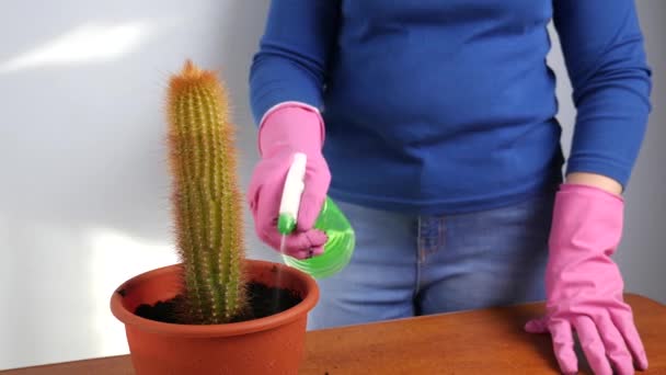 将仙人掌从小壶移植到大壶中 植物移植 植物护理 照顾仙人掌 — 图库视频影像