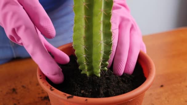 Transplanting Cactus Small Pot Large One Plant Transplantation Plant Care — Stockvideo