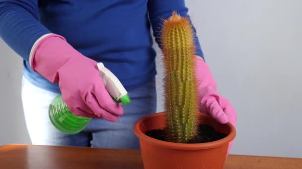 Transplant Cactus Small Pot Large One Plant Transplantation Plant Care — Stockvideo