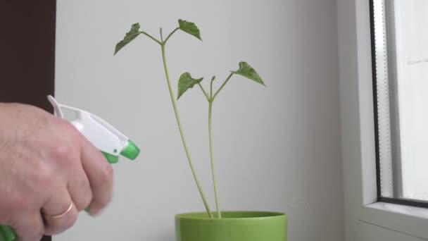 Man Gently Sprays Plant Green Pot — Stockvideo