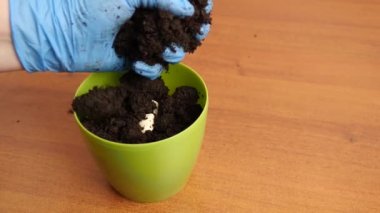 Tohumları topraklı bir kaba koy. Büyüyen ev bitkileri.