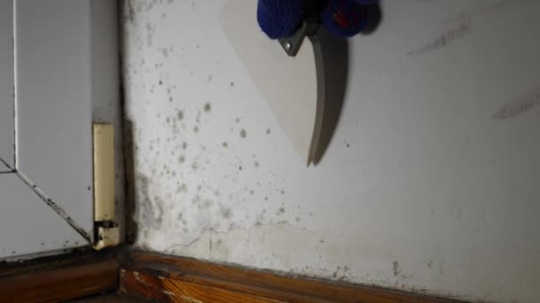 一个人在靠近门的角落的墙上去除了有毒霉菌和真菌细菌的污迹 冷凝的概念 通气问题 高湿度 — 图库视频影像