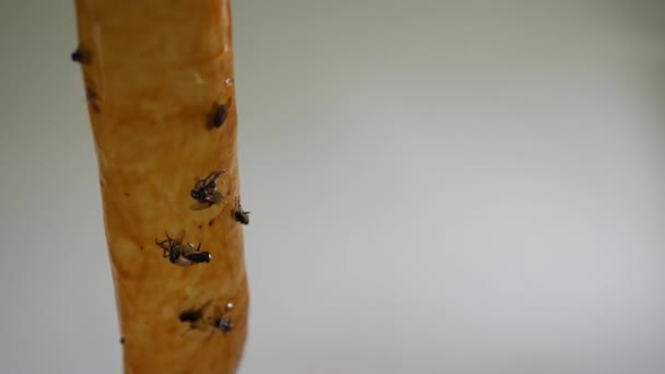 Flies Stick Sticky Tape Kill Pests Pest Control — стоковое видео