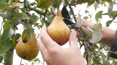 The farmer harvests pears by cutting them with secateurs.