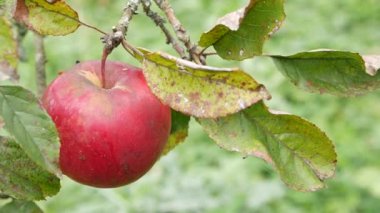 A farmer cuts a ripe apple with a secateurs. Apple harvest.