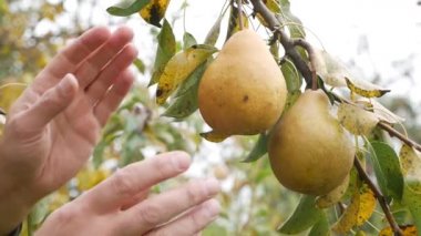 Çiftçi elleriyle armut toplar. Bahçıvanlık mesleği..