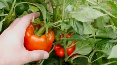 Çiftçi olgun biberleri elleriyle topluyor. Biber hasadı.