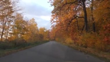 Yol boyunca sarı-mor yapraklı ağaçlar. Araba kullanırken arabadan ateş etmek..