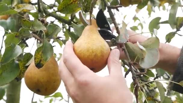Farmer Harvests Pears Cutting Them Secateurs — Stock video