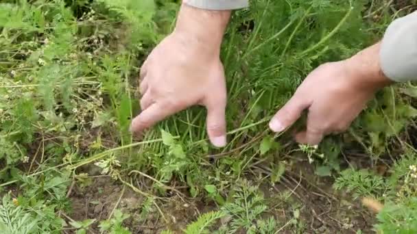 Farmer Harvests Carrot Removing Ground Farmer Work — Vídeo de Stock
