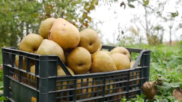 Der Bauer Erntet Birnen Indem Sie Eine Schachtel Steckt Birnenernte — Stockvideo