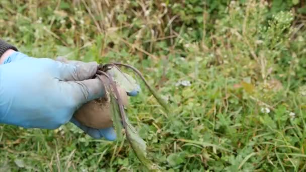 Farmer Plucks Leaves Beets His Hands Further Storage Farmer Work — Wideo stockowe