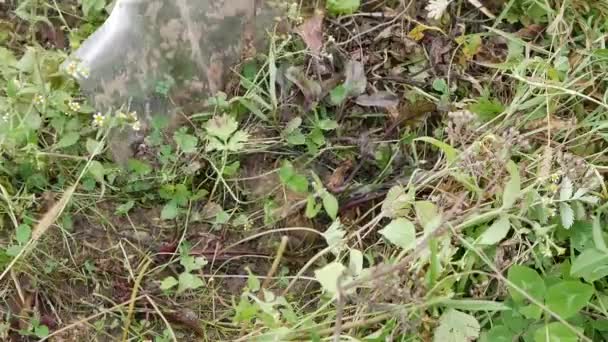 Farmer Uses Shovel Dig Beet Crop Farmer Work — Stockvideo