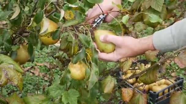 Agricultor Colhe Peras Cortando Com Tesouras Jardim Colheita Pêras — Vídeo de Stock