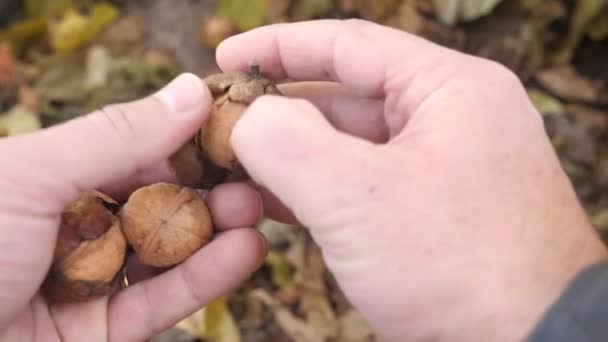 Man Holds Nuts His Hands Removes Shell Them — Stok video