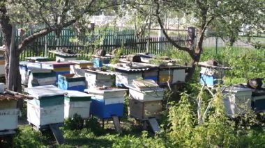 The beekeeper works on a large apiary on a summer sunny day.