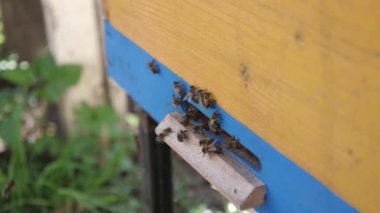 Bees actively fly into the hive and bring honey and pollen. Honey production concept.