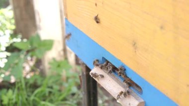 Arılar aktif olarak kovana uçar ve bal ve polen getirirler. Bal üretim konsepti.