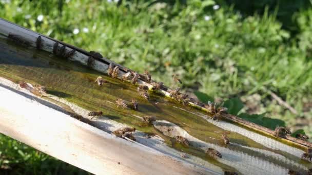 Many Bees Gather Drinking Trough Drink Water — Video Stock