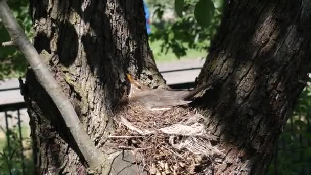 Blackbird Bird Sits Eggs Nest — Stock video