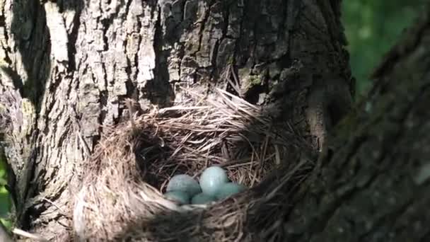 黑鸟的窝 鸟蛋蜷缩在茂密的树上 — 图库视频影像