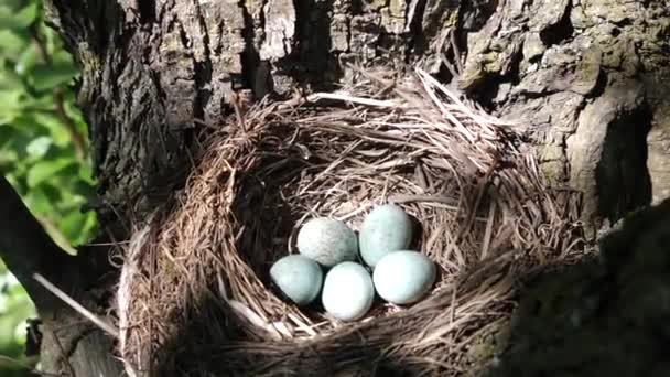 Nest Blackbird Eggs Curled Thickets Trees — Vídeo de Stock