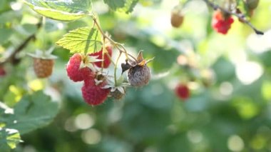 Olgun ahududu topluyorum. Ekolojik olarak temiz böğürtlen yetiştiriyor. Bahçıvanlık.