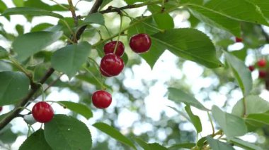 Olgun kirazları topluyorum. Ekolojik olarak temiz böğürtlen yetiştiriyor. Bahçıvanlık.