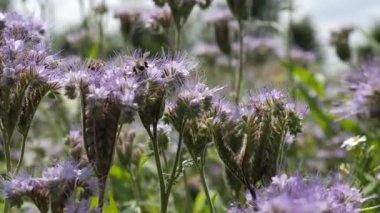 Bees collect honey from the flowers of the phacelia of a summer, sunny day. Honey production. Apiculture.