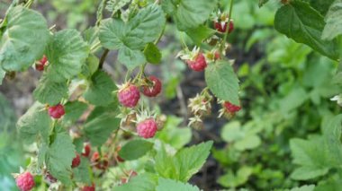 Olgun ahududu topluyorum. Ekolojik olarak temiz böğürtlen yetiştiriyor. Bahçıvanlık.