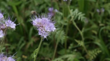 Arılar, yazın, güneşli bir günün safhalarındaki çiçeklerden bal toplarlar. Bal üretimi. Görüntü.