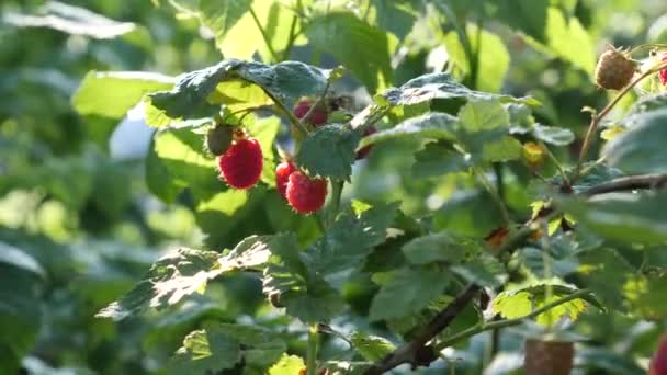 Érett Málnát Szüretelek Ökológiailag Tiszta Bogyók Termesztése Kertészkedés — Stock videók