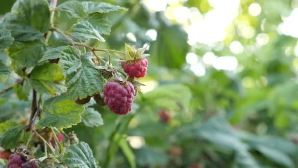 Memanen Raspberry Matang Tumbuh Secara Ekologi Buah Yang Bersih Berkebun — Stok Video