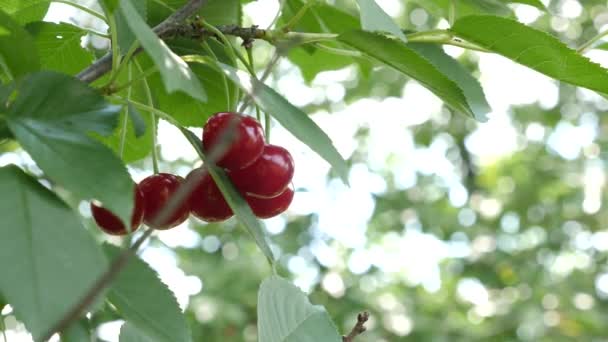 Harvesting Ripe Cherries Growing Ecologically Clean Berries Gardening — Vídeos de Stock