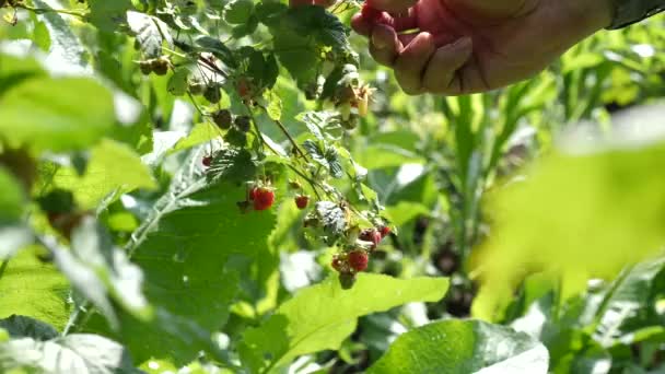 Harvesting Ripe Raspberries Growing Ecologically Clean Berries Gardening — Vídeo de Stock