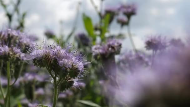 Bees Collect Honey Flowers Phacelia Summer Sunny Day Honey Production — Video