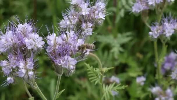 Bees Collect Honey Flowers Phacelia Summer Sunny Day Honey Production — Video