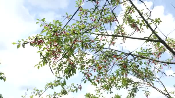 Cherry Tree Wrapped Shiny Ribbon Scare Away Birds Protect Berry — Vídeo de Stock
